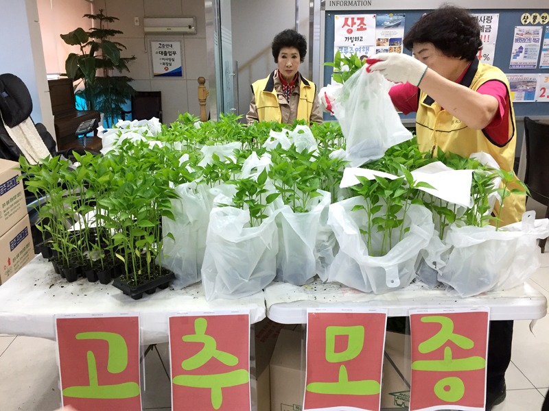 2018 고추모종나누기 (3)_up.jpg