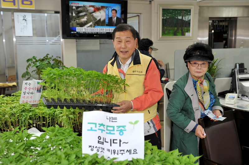 2017고추모종03.jpg
